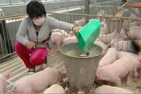 养猪感悟——猪病，三分治，七分养，要理解更要会应用图片
