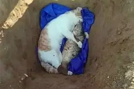 猫死了，主人居然用一条大鱼给它陪葬，让它永远不差吃的图片