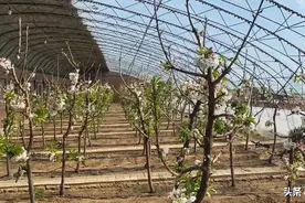 齐齐哈尔市昂昂溪衙门村：车厘子花开正当时图片