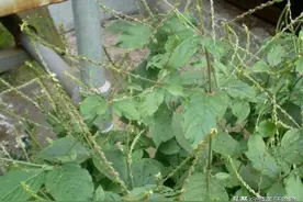 种子是倒着的，人称“倒扣草”，作用很大，是女性的妇科良药图片