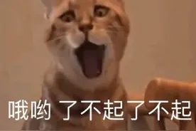 「动物表情包」你喜欢哪个呢？图片