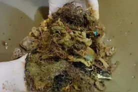 令人唏嘘！200斤海龟误食6斤海洋垃圾不幸死亡图片