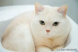 猫咪最爱男主人还是女主人？如何变成“易吸猫”体质？图片
