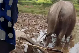 童年记忆——老牛遇难，一大群人无人敢砍，只有知青抓起斧头图片