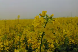 春季踏青赏花哪里去？宝丰龙王沟是个好地方图片