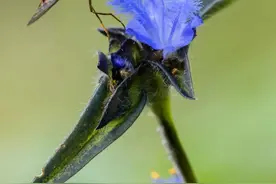 【云南生物多样性数字化百科图谱】黑带食蚜蝇：对“蝇类”无好感，那你有必要认识一下这位朋友图片