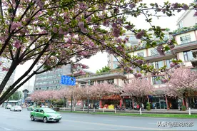 樱花漫天飞舞的街道，却抢了锦里武侯祠风头图片