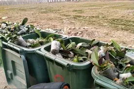 开败的“年宵花”，丢弃路边真可惜，看到捡回家，修理一下还开花图片