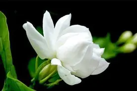 春天茉莉花怎么修剪，找准位置一剪刀，开花多一倍图片