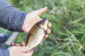 双铅钓法：摆脱双钩着底的固定模式，钩饵悬浮，稳定兼顾灵敏图片