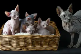 ​加拿大无毛猫：对猫毛过敏又爱猫的人，简直就是福音啊！图片