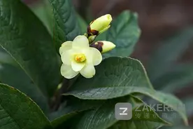 贵州赤水桫椤保护区穿行记之② 生长在仙境里的茶花：小黄花茶图片