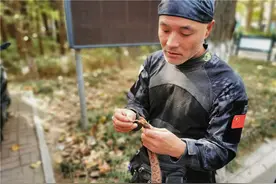 牛！徒手抓蛇400余条 青岛竟藏着这样一位捕蛇达人图片