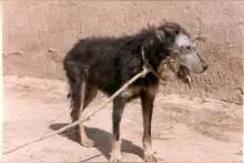 阳泉全面启动犬利什曼原虫检测！啥是犬利什曼原虫病，你想知道的全在这图片