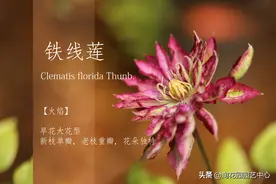 「铁线莲」今日份大头照，小铁们陆陆续续都要开了。图片