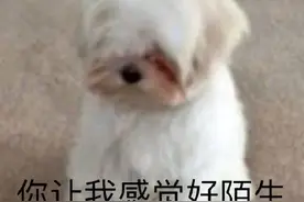 表情包｜不要这样，先生图片