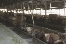 孟津：养牛种梨，增收致富各显神通图片