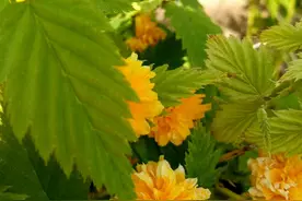 五月的鲜花，让我们诉说相思图片