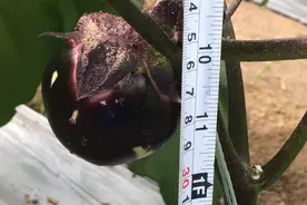 圆茄子种植管理有“窍门”，学会这些方法，种植新手轻松种好茄子视频封面