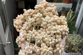 夏天老桩多肉靠近土面的茎秆容易干枯皱缩，要如何避免这种情况？图片