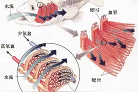 神奇的古老弓鱼术，鱼离开水2天，照样鲜活图片