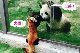 小熊猫：国宝抢了我的名字，还给我惹一身祸，境况惨淡投诉无门图片