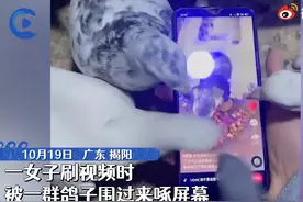 广东揭阳一女子刷视频被鸽子群围啄屏幕：手机差点报废图片