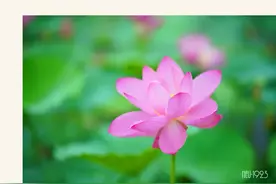 “荷”处觅芳踪 | 不必去远方，东大荷塘为你盛开一池温柔图片