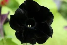 象征黑暗的地狱十种恶魔之花图片