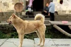 农村土狗晚上总是莫名其妙狂叫，这才是真实原因图片