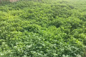 今日中药植物--藜图片