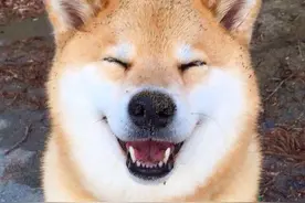 萌宠——秋田犬图片