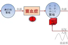 布病——你想知道的都在这里！图片