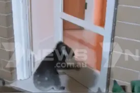 一只考拉敲门闯进澳洲人家，拿酒喝，还和主人一起看电视图片