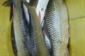 野钓大鲮鱼全纪录，攻略以及技巧分享，附自制饵料配方图片