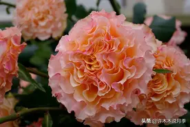珍贵的波浪边月季你知道几个？别致的造型，哪款是你的最爱？图片