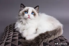 这几种病是布偶猫最容易患上的病，铲屎官们要注意了图片