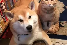 日本一柴犬以为自己是猫，每天和橘猫混一起后，画风变成了这样…图片