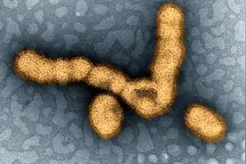 PNAS：中国新发现的猪流感病毒可能导致人类流感大流行图片