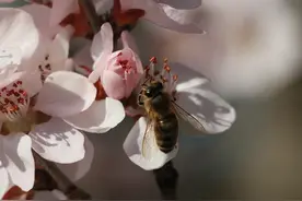 接上一支“飞花令” 美丽延庆春色浩荡花开遍地~图片
