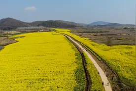 油菜花海等你来！光山县第四届仙居油菜花文化节开幕图片