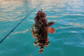 深圳海边常见的巨毒鱼：石祟（石头鱼）图片