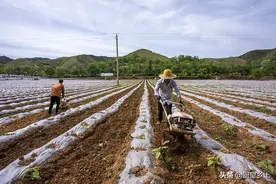 老锄头退役了，新“锄头”上阵了，农民购置这种微耕机每台补700图片