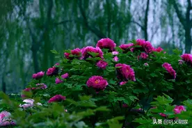 巩义石河中央公园牡丹花开等君来图片