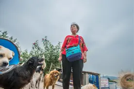 救助5000多条流浪狗，7旬老人花光千万家产.图片