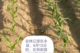 玉米节水抗旱稳产高产栽培技术，玉米割苗技术纲要（摘抄）图片