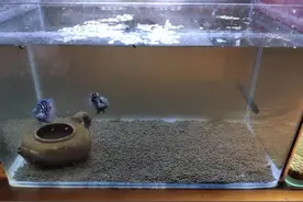 鱼缸两个月没有换水无过滤无氧气，看到水中长出青苔，更不用管了图片