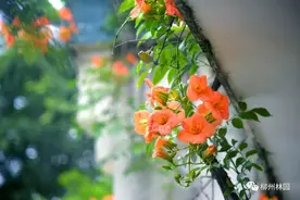 凌霄花 | 开在六月里的凌云壮志图片
