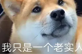 沙雕表情包：我只是一个老实人图片