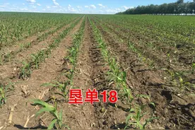 丰产、稳产性好，优良玉米品种垦单18图片